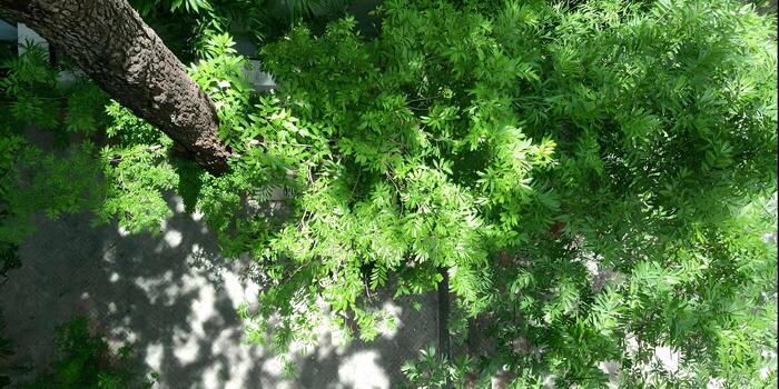 Overhead view of a tree with vibrant green foliage and a textured trunk casting dappled shadows on a sunlit paved surface photo