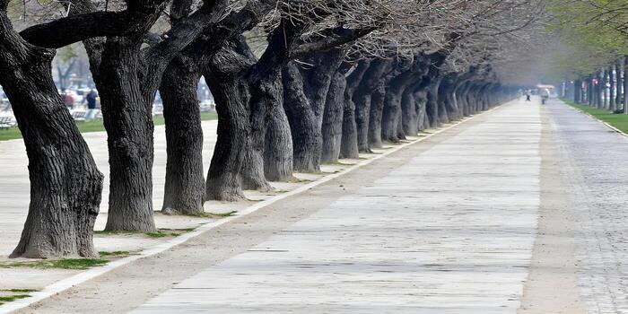 A long urban path is bordered by a stately row of bare old trees with textured trunks and branches photo
