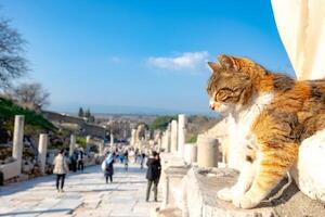 un extraviado gato en Éfeso antiguo ciudad. visitar Turquía concepto foto. foto