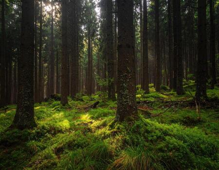 Sunlight filters through a dense coniferous forest, illuminating a mossy floor photo