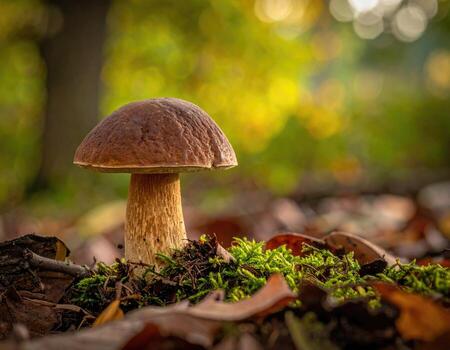 Close-up of a single, earthy-toned mushroom in a bed of fallen leaves and moss, with a bokeh background of trees photo