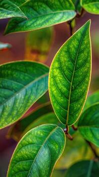 Close-up of vibrant green leaves with intricate patterns photo