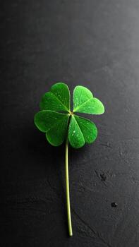 A vibrant four-leaf clover, glistening with dew drops, rests on a dark, textured surface photo