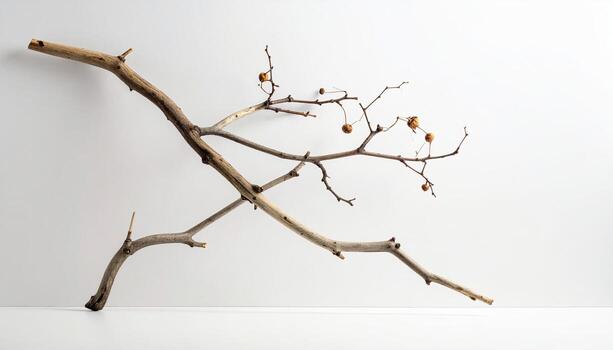 Dried branch, light background photo