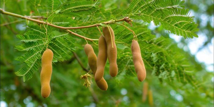 Tamarind fruits hang from a tree branch, offering a glimpse of tropical abundance. photo
