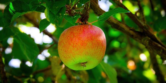 A vibrant, ripe apple hangs on a branch, ready for harvest, in a natural setting. photo