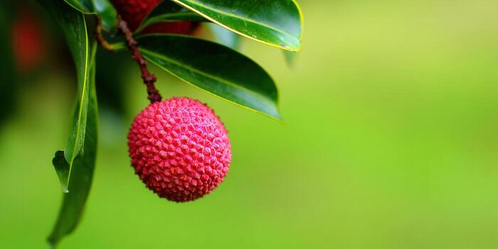 A single, perfect lychee fruit is featured in this eye-catching, verdant image. photo