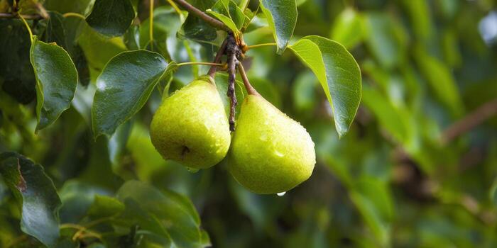 Juicy green pears hang from a tree branch, showcasing summer fruit in a natural setting. photo