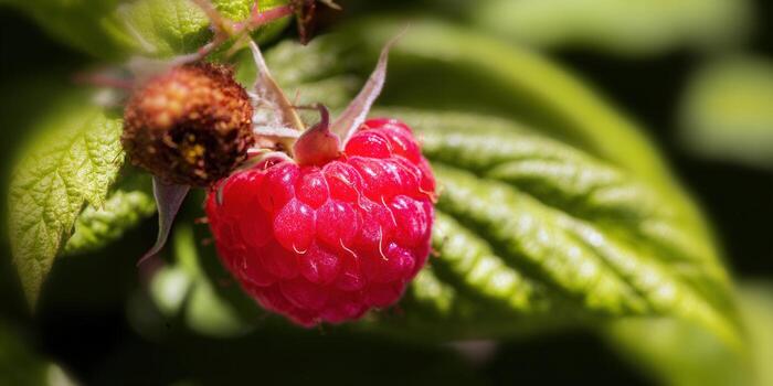 A close-up of a single, ripe raspberry, capturing its vibrant red color. photo