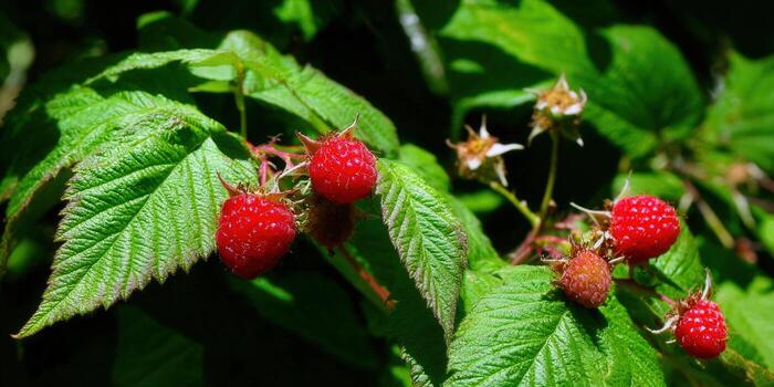 Delicious red raspberries with green leaves, perfect for summertime snacking. photo