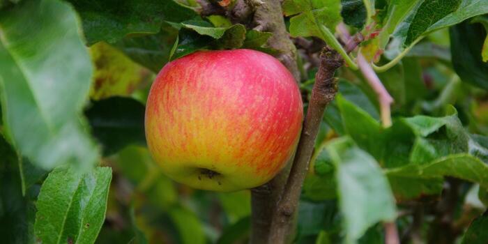 A perfectly ripe red and yellow apple hangs from a tree, surrounded by lush green foliage. photo