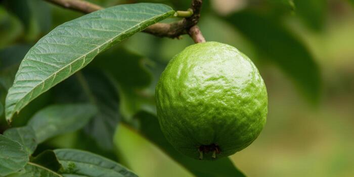 A vibrant green guava fruit, ripe and ready to be enjoyed, hangs from its branch. photo