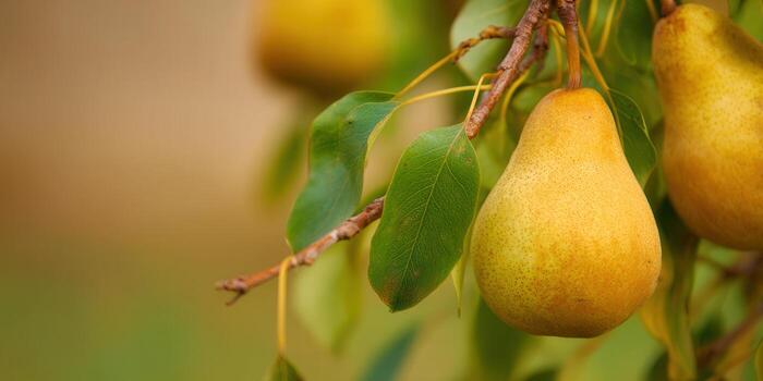 Golden pears, bursting with ripeness, hang from a branch against a soft, natural background. photo