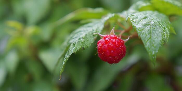 A ripe red raspberry on the vine, surrounded by lush green leaves and foliage. photo