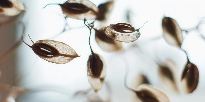 A stunning macro shot of a collection of delicate seed pods in soft focus. photo