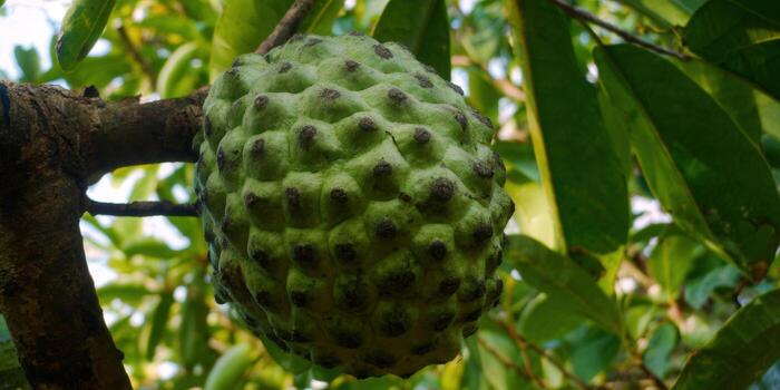 Close-up of a ripe sugar apple fruit on a tree branch with green leaves. photo