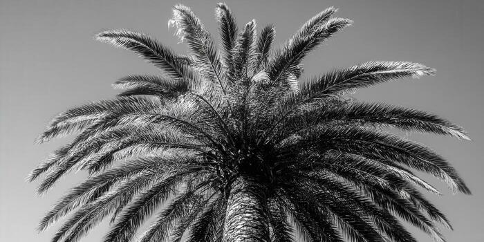 Dramatic upward view of a palm tree in black and white, showcasing its textures photo