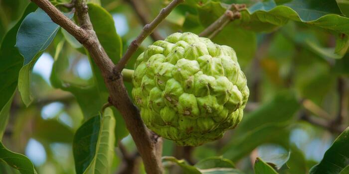 A vibrant shot of a custard apple hanging from a tree, showcasing its unique texture and freshness. photo