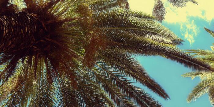 Looking up at a beautiful palm tree on a sunny day. The scene is bright with lush leaves. photo
