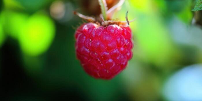 A close-up view of a ripe, red raspberry ready for picking in a garden. photo