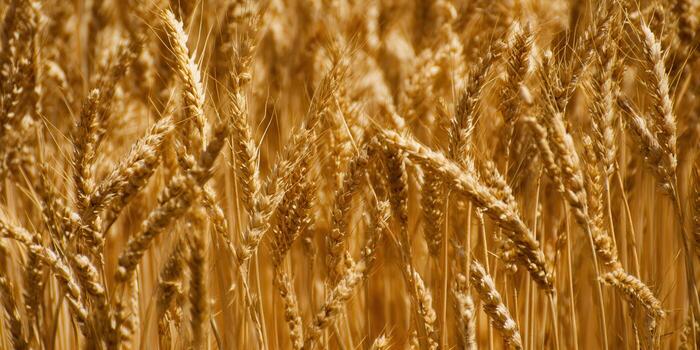 A close-up view of ripe wheat stalks in a sunlit field, ready for harvest season. photo