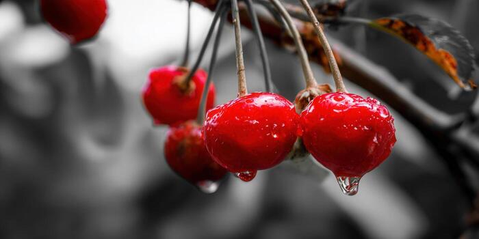 Bright red cherries with water drops against a blurred grayscale background. photo
