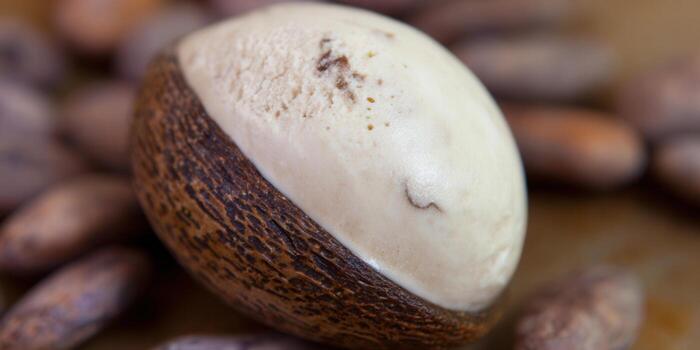 Close-up view of a shea nut, showcasing its unique texture and natural appearance. photo