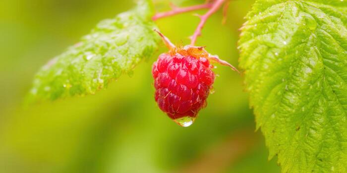 A single, ripe raspberry glistens with water drops in a close-up shot, with green leaves. photo