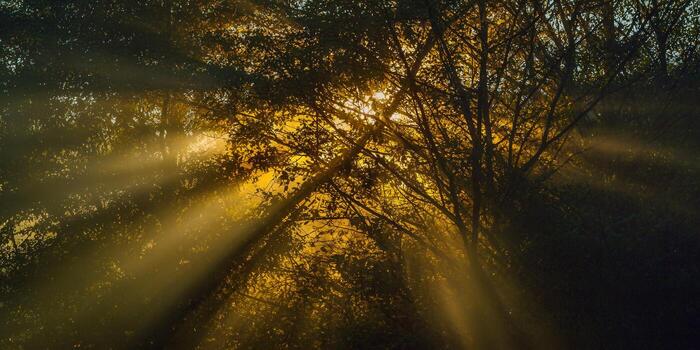Sunlight streams through the trees, creating a magical and warm atmosphere in the forest. photo