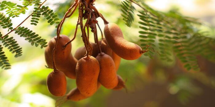 A cluster of ripe tamarind fruits hangs from a branch, showcasing tropical flavors. photo