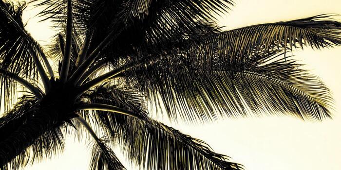 Palm tree silhouette against a warm-toned sky, creating a striking contrast. photo