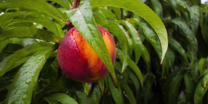 A beautiful, ripe nectarine hangs from a tree branch, framed by vibrant green leaves. photo