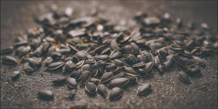 un macro Disparo capturas el Rico textura de dispersado girasol semillas en un áspero superficie. foto