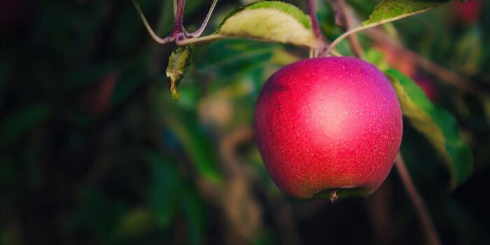 A luscious red apple hangs from a tree branch, a symbol of nature's bounty. photo