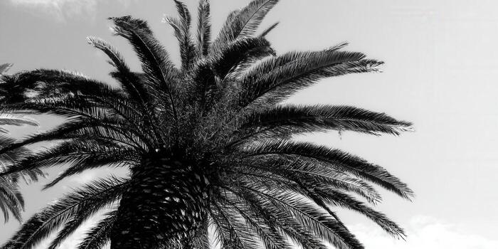 A striking black and white shot of a palm tree, its leaves against a bright sky creating a unique contrast. photo