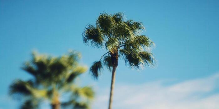 Palm trees reach towards a clear blue sky on a sunny day, creating a refreshing landscape. photo