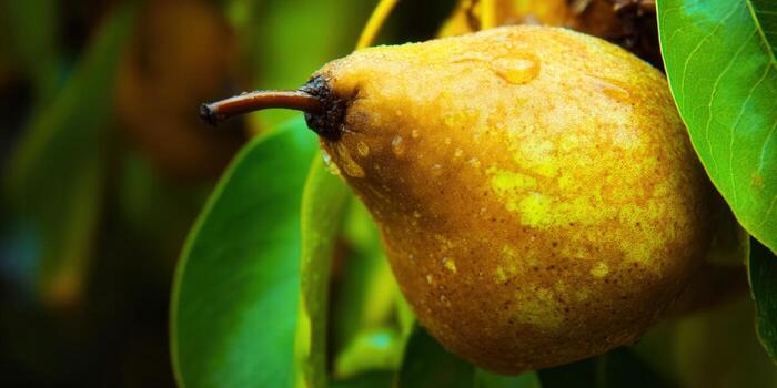 A close-up shot of a ripe pear glistening with water droplets, showing detail. photo