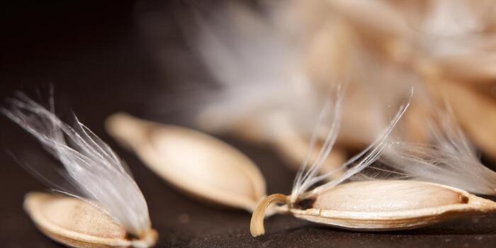 Detailed macro photograph of seed pods, showcasing natural textures and delicate feathery details. photo
