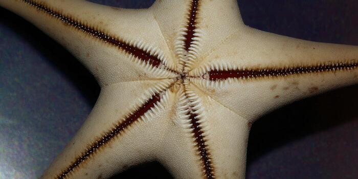 Intricate view of a starfish underside, displaying detailed patterns and textures, a marine marvel. photo