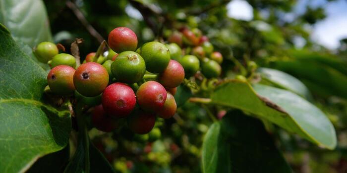 un racimo de maduro rojo y verde bayas en un árbol rama en natural ligero. foto