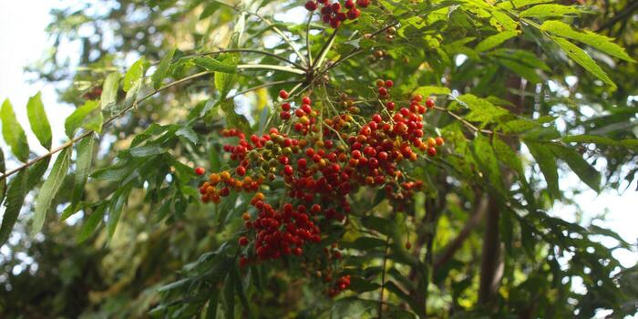 Vibrant red berries cluster on a tree branch, surrounded by lush green leaves, in a natural setting. photo