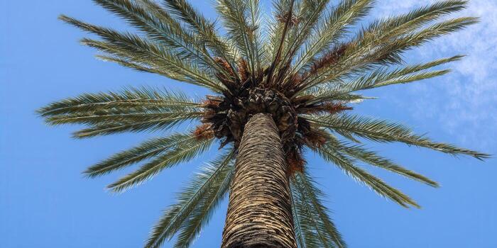 Looking up at a majestic palm tree against a vibrant blue sky, creating a stunning scene. photo