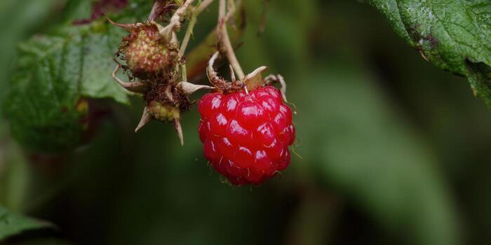 A single, juicy raspberry hanging from a branch, capturing the essence of freshness and summer. photo