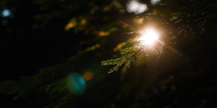 Sunlight shines through the branches of a fir tree, creating a beautiful contrast of light and shadow. photo