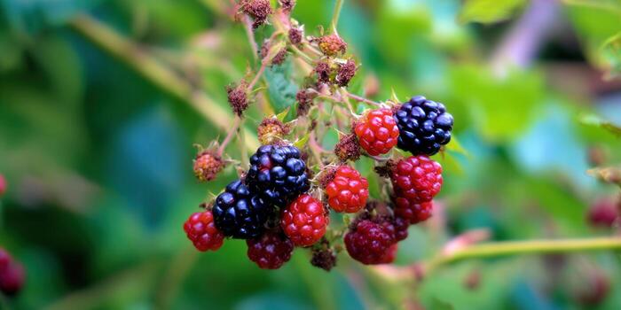 A close-up shot of ripe blackberries and red raspberries on a bush, ready for harvest. photo