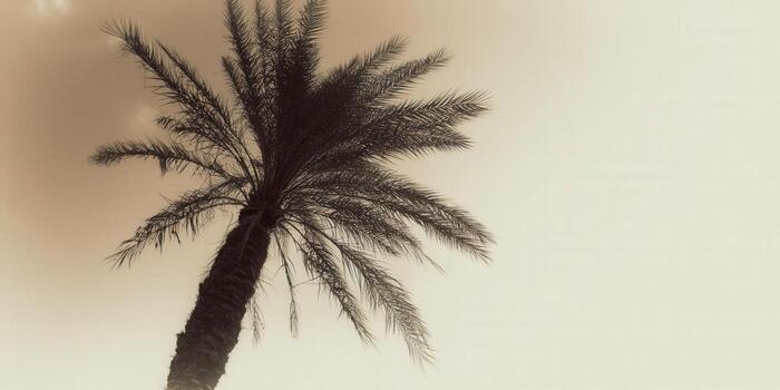 A sepia-toned palm tree reaches towards a cloudy sky, creating a serene composition. photo