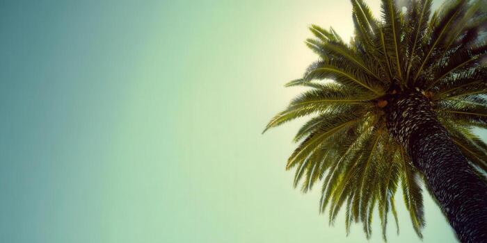 A stunning view of a palm tree reaching towards the sky on a beautiful day, perfect for tropical themes. photo