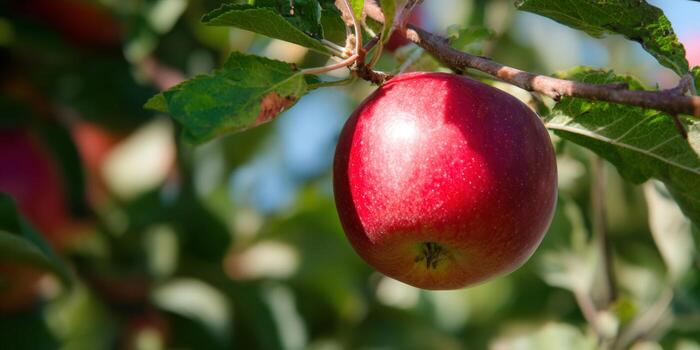 A vibrant red apple hangs from a tree branch, bathed in sunlight, showing its freshness. photo