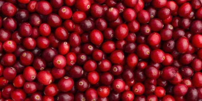 A beautiful cluster of fresh, red cranberries ready to be used for cooking and baking. photo