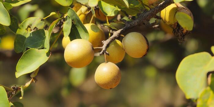 Delicious yellow pears hanging from a tree branch, captured in the warmth of sunlight. photo